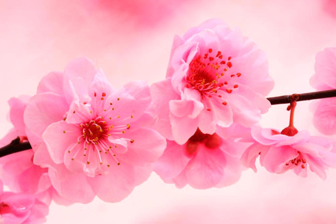 Фотошпалери Розпустилася вишня