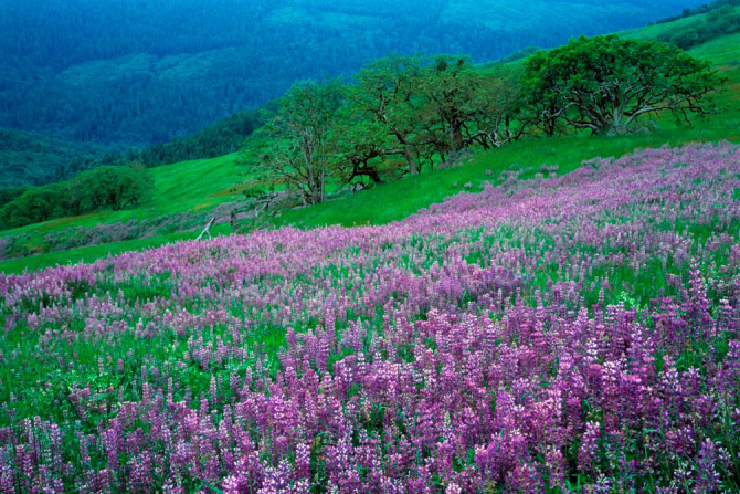 Фотошпалери Гармонія на луці