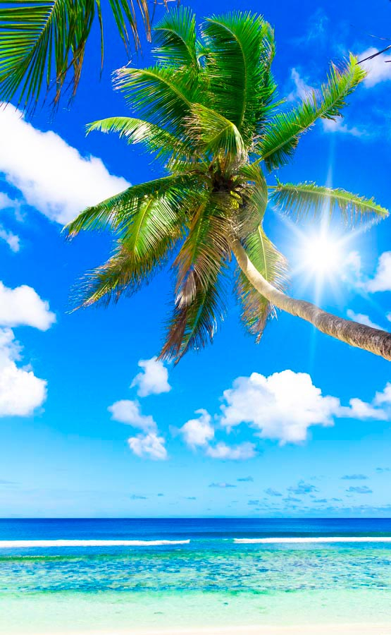 Фотошпалери Опівдні, море, пальми