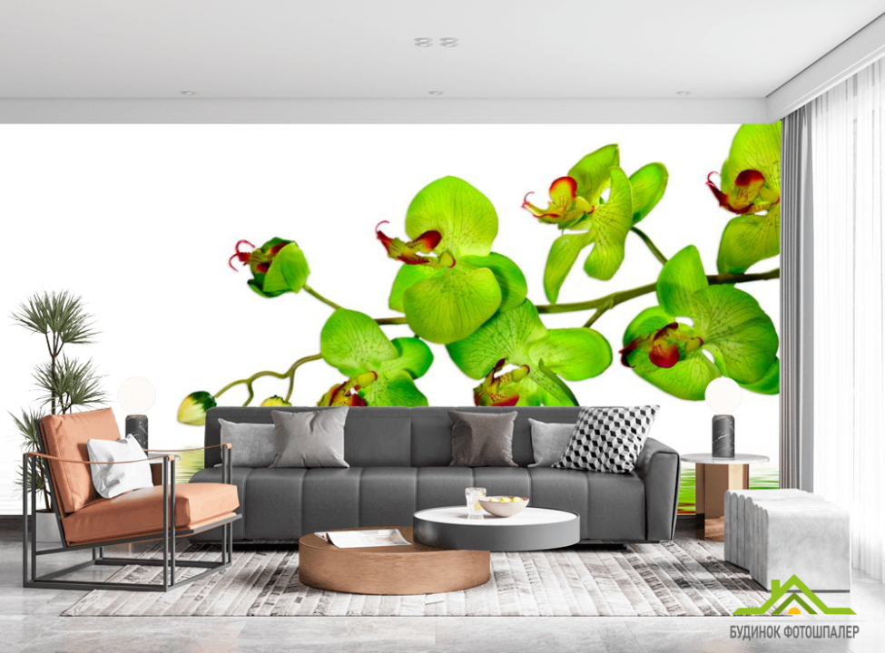 выбрать Фотообои Зеленые орхидеи Фотообои Орхидеи на стену