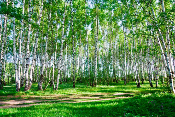 Фотошпалери Молоді берези, стежка