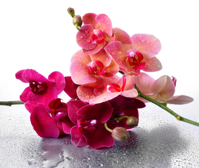 Фотошпалери Орхідея