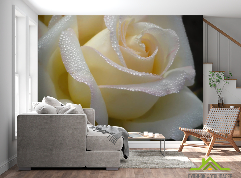 выбрать Фотообои белая роза с каплями Фотообои Цветы на стену