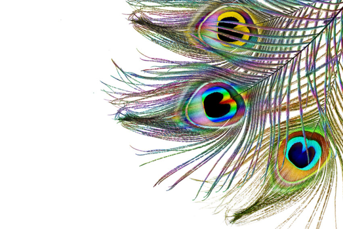 Фотошпалери Пір'я павича