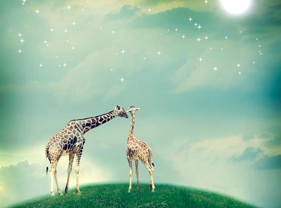 выбрать Фотошпалери 2 закоханих жирафа Фотошпалери для малюків на стіну