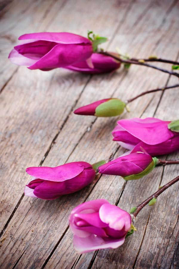 Фотообои Цветок семейства бобовых