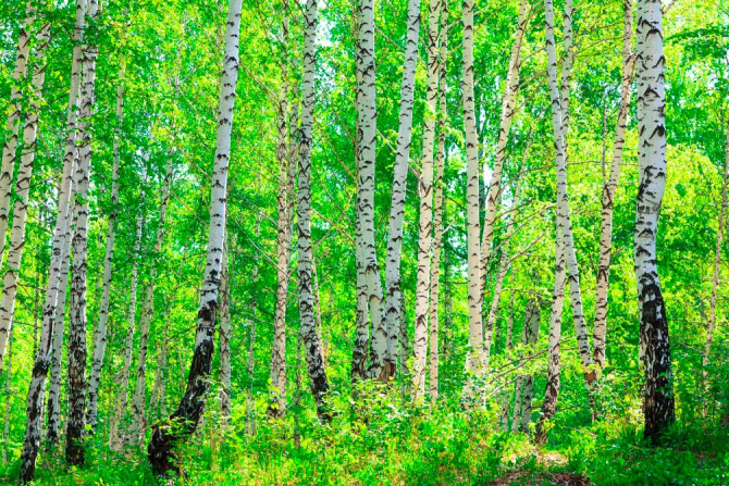 Фотообои Тень, березы