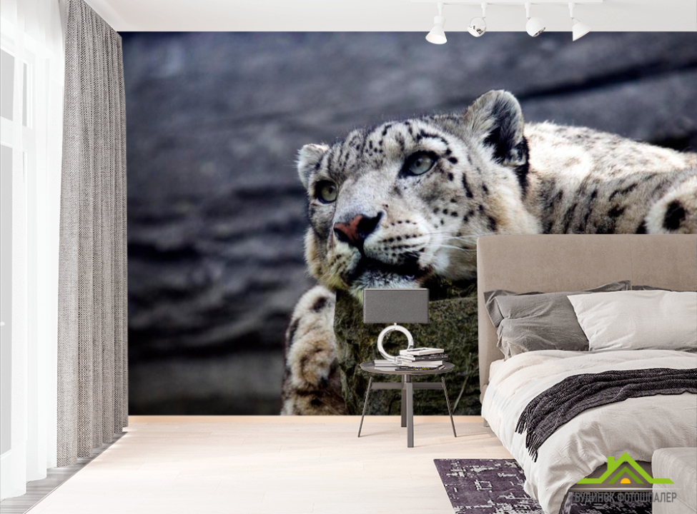 выбрать Фотообои Задумчивый барс Фотообои Барсы на стену
