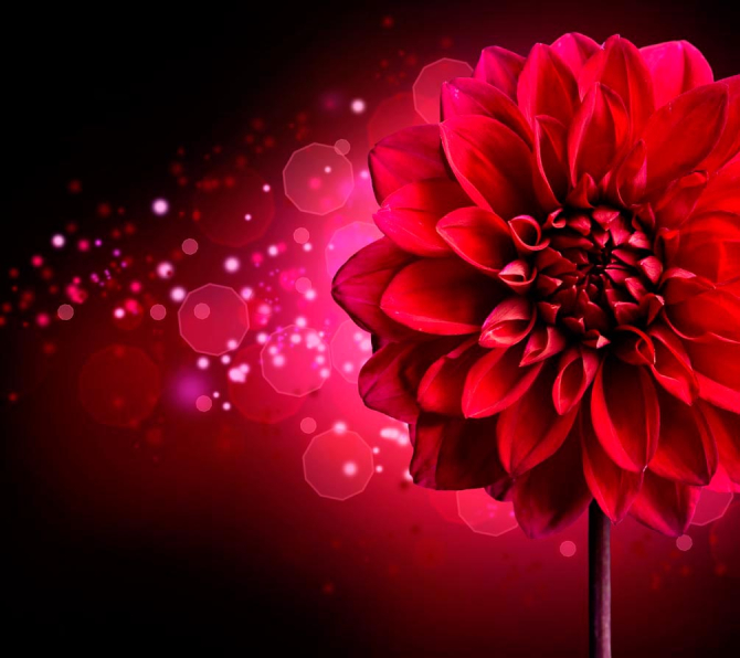 Фотошпалери Бардовий півонія