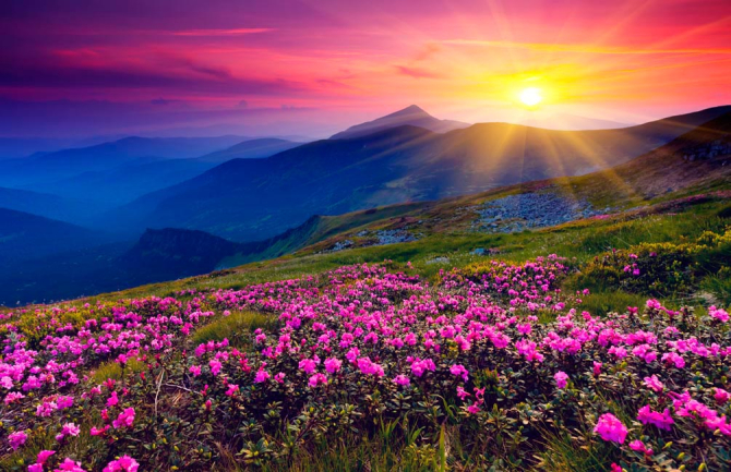 Фотошпалери Захід, солце, квіти