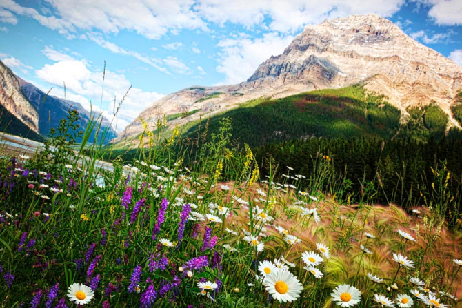 Фотообои Гора, небо, ромашки