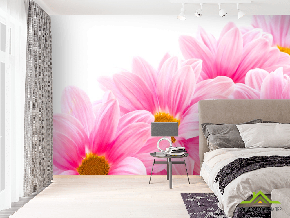 Фотошпалери Ромашки рожеві