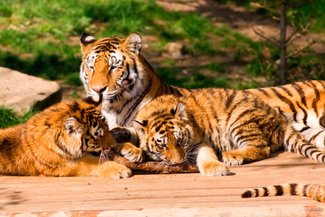 Фотообои Семья тигров