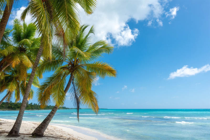 Фотошпалери Пальми