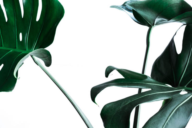 Фотообои Листья монстеры