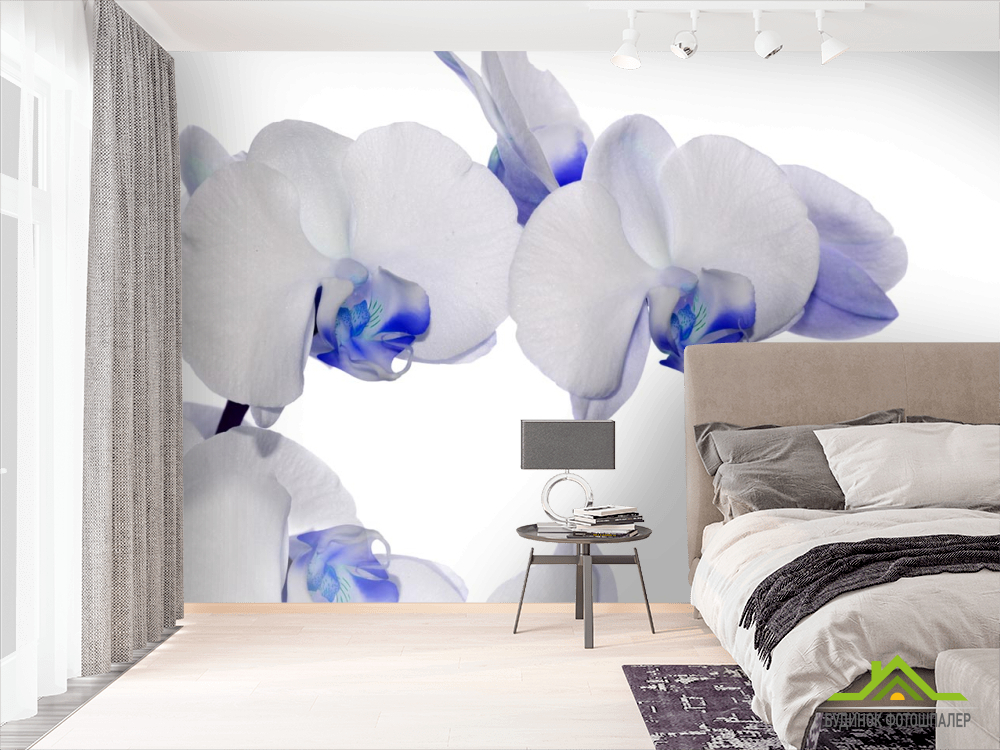 Фотошпалери орхідеї білі з синім