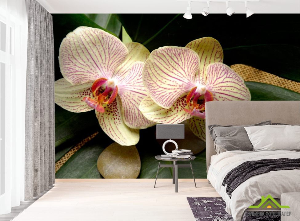выбрать Фотошпалери Смугасті орхідеї Фотошпалери Орхідеї на стіну