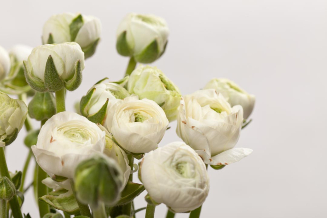 Фотообои белые круглые цветы