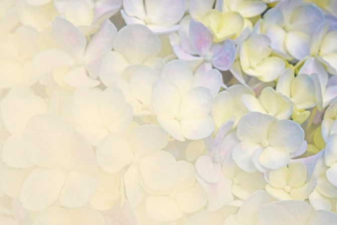 Фотошпалери Квіти