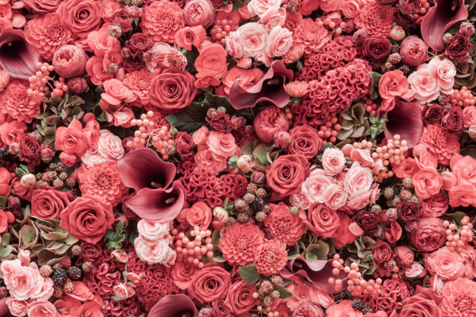 Фотообои Цветочная стена