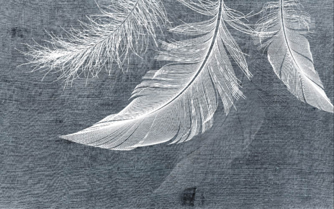 Фотошпалери Пір'я
