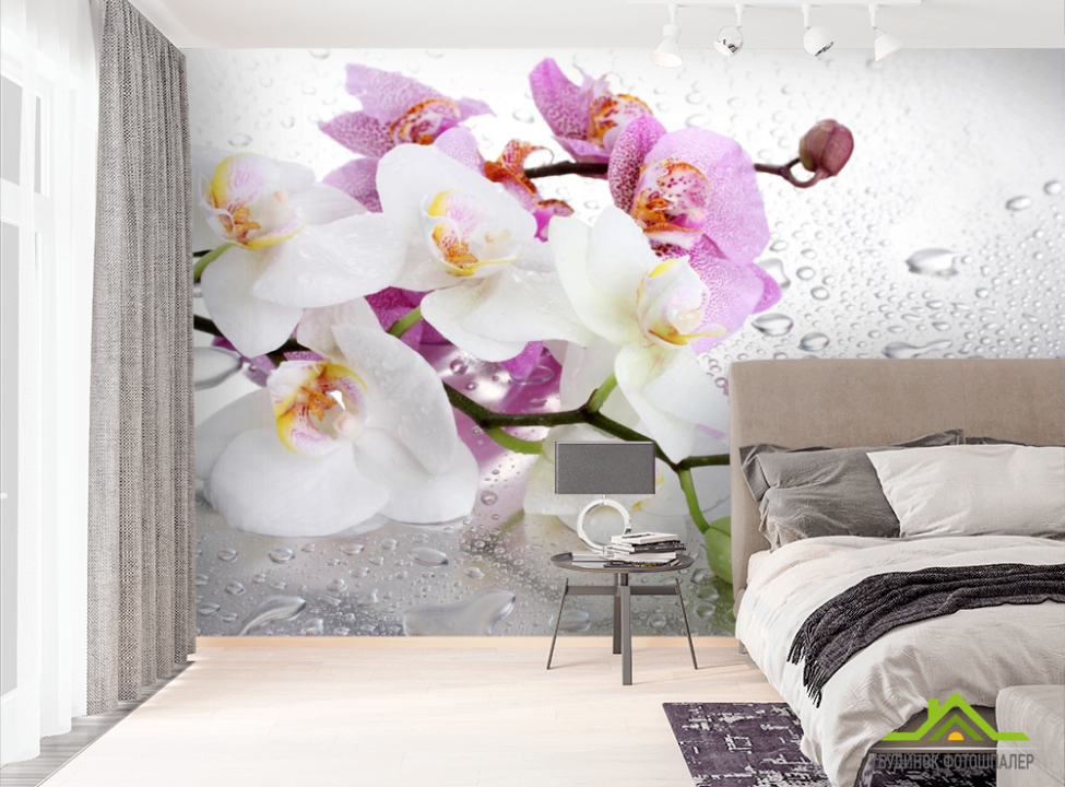 выбрать Фотообои орхидеи на фоне с каплями Фотообои Цветы на стену