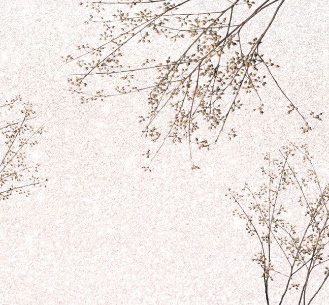 Фотошпалери гілки на бежевому тлі