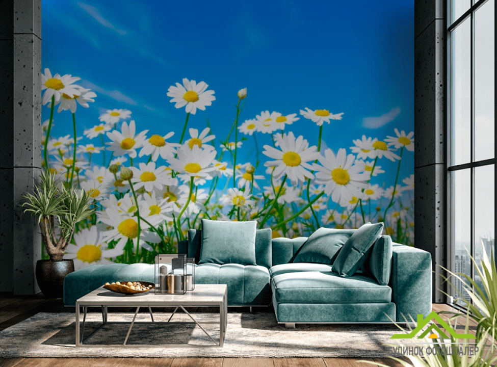 выбрать Фотообои Ромашки в поле Фотообои Ромашки на стену