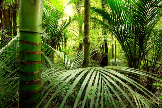 Фотообои Бамбук, листья