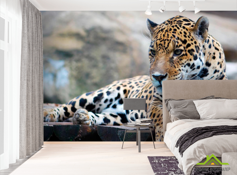 выбрать Фотообои Гепард на отдыхе Фотообои Гепарды на стену