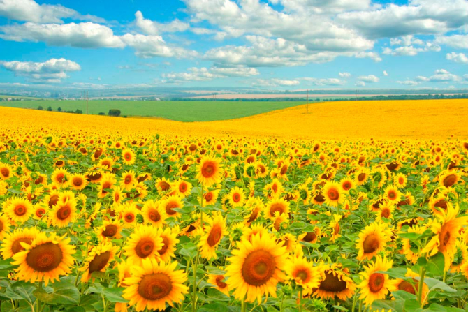 Фотошпалери Поле, засіяне соняшниками