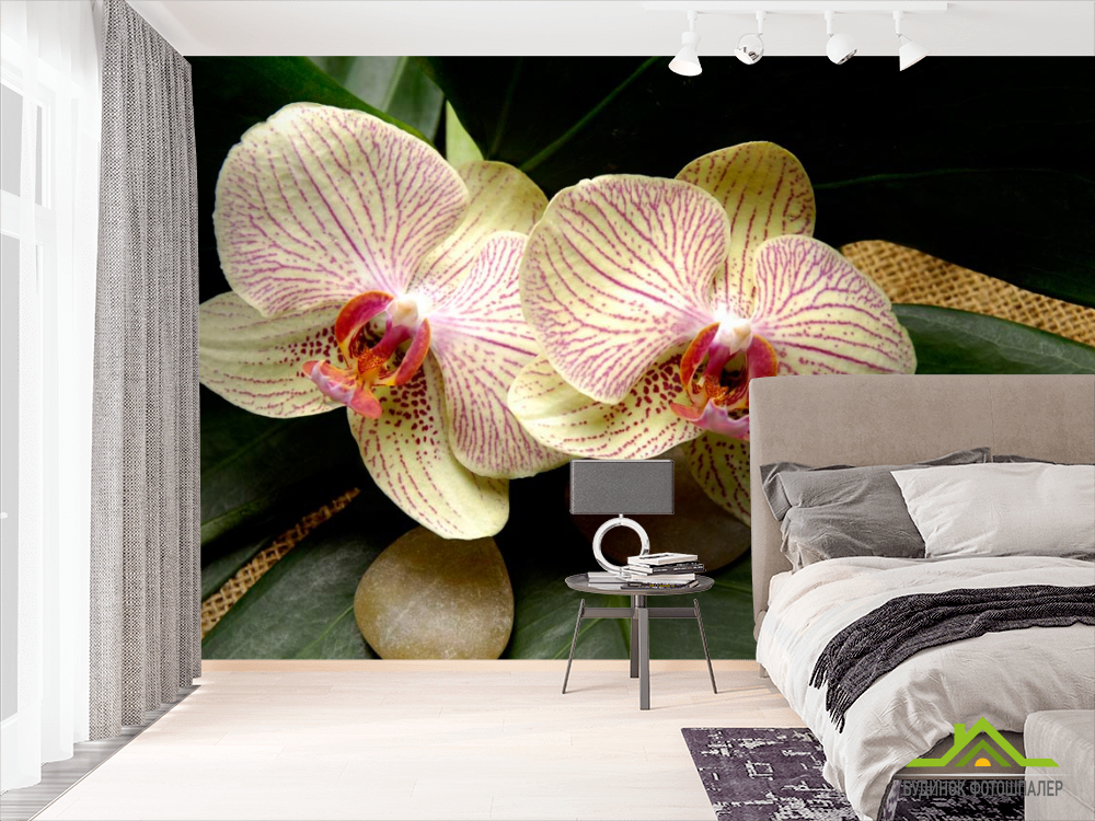 Фотошпалери Смугасті орхідеї