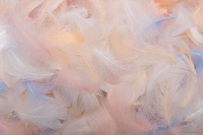 Фотошпалери Пір'ячко в рожевому відтінку