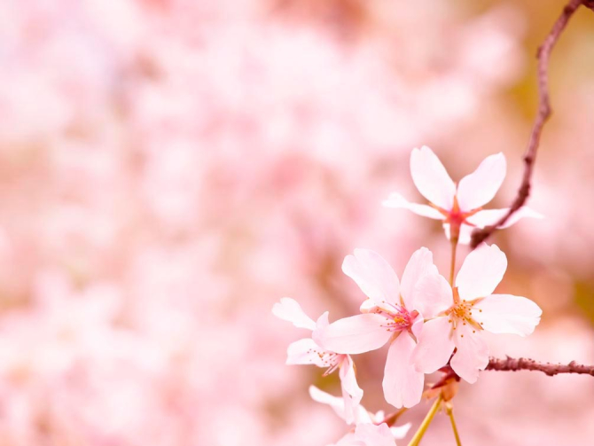 Фотообои Тонколистные цветы