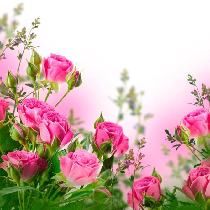 Фотошпалери Чайна троянда