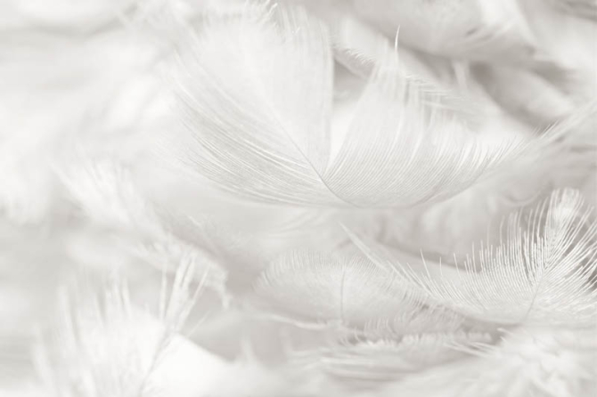 Фотошпалери білі пір'я