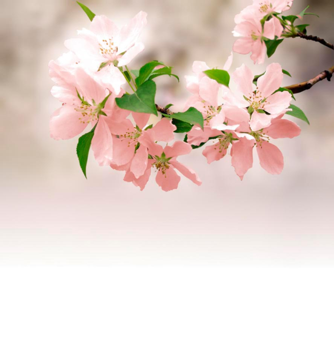 Фотошпалери Ніжно-рожеві квітки