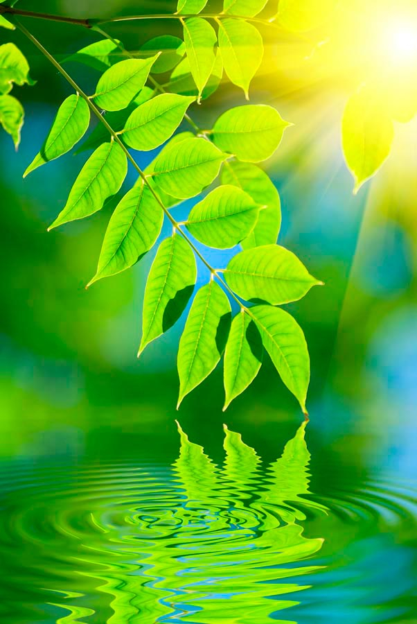 Фотообои Зелень над водой