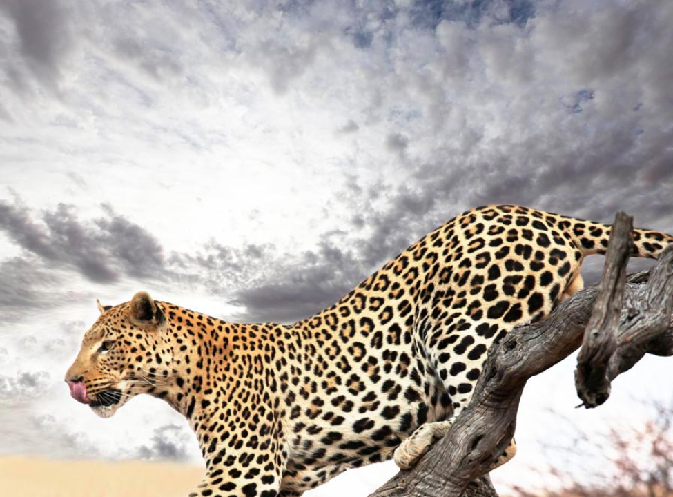 выбрать Фотообои Гепард на дереве Фотообои Гепарды на стену