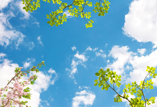 Фотошпалери гілки зі стелі