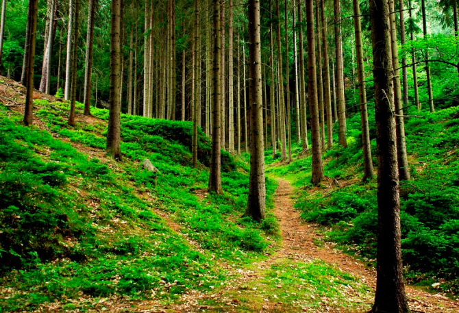 Фотообои Тропинки, ёлки