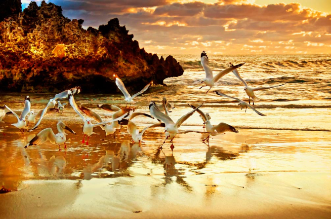 Фотообои Чайки