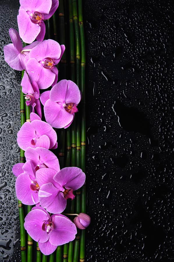 Фотообои Орхидеи розовые, бамбук