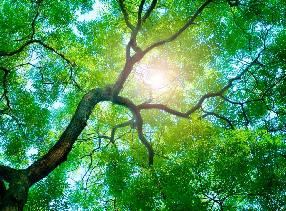 выбрать Фотообои Дерево, солнце Фотообои на потолок на стену