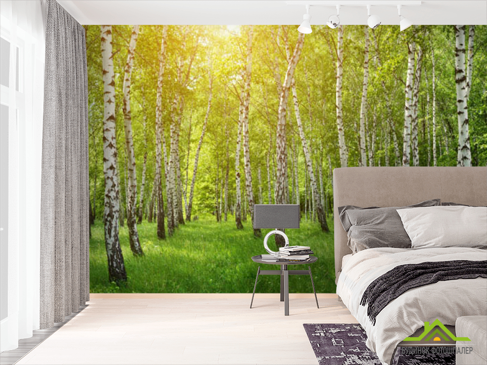 Фотошпалери Березовий гай