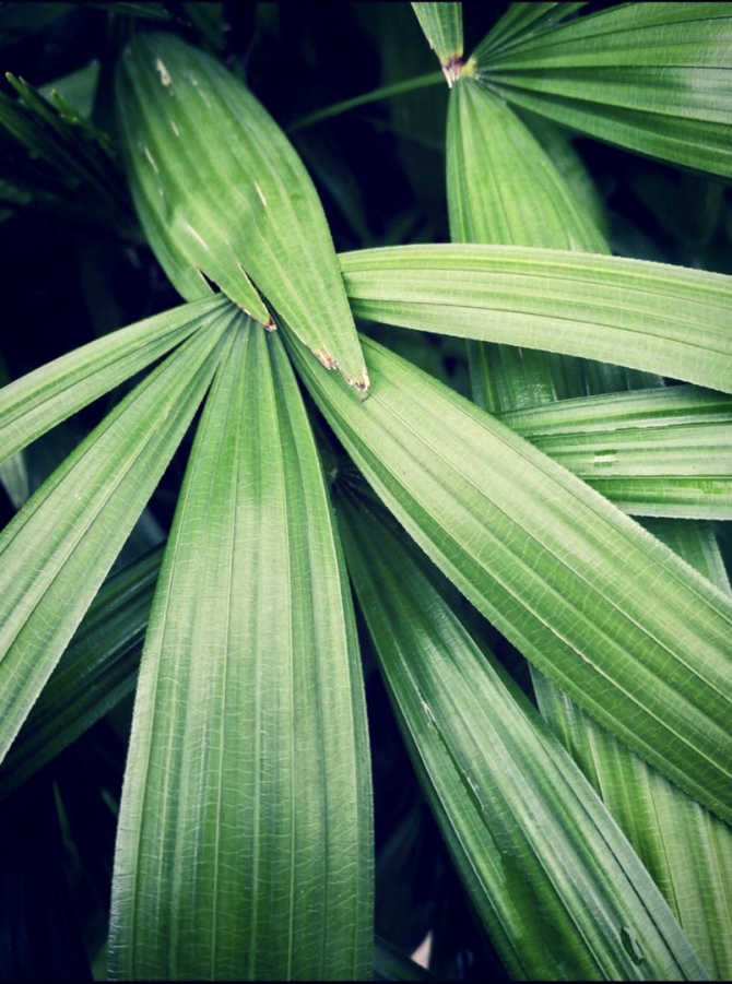 Фотошпалери довгі листя