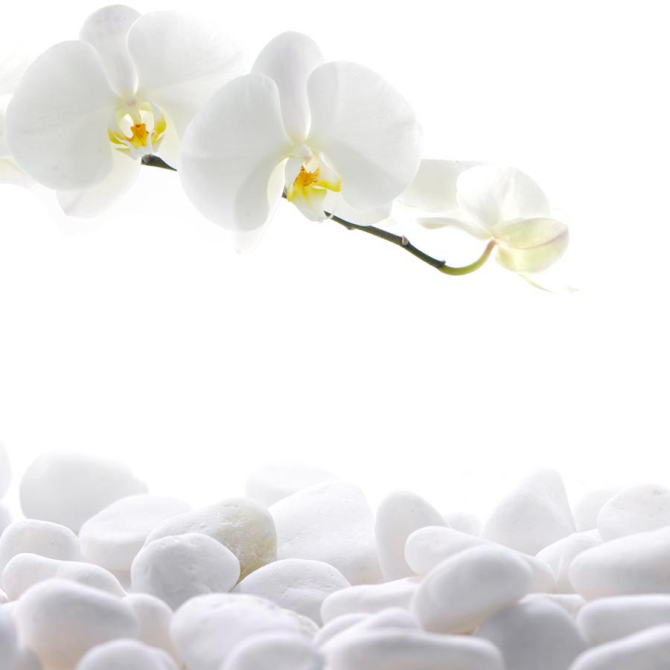 Фотошпалери Білі орхідеї