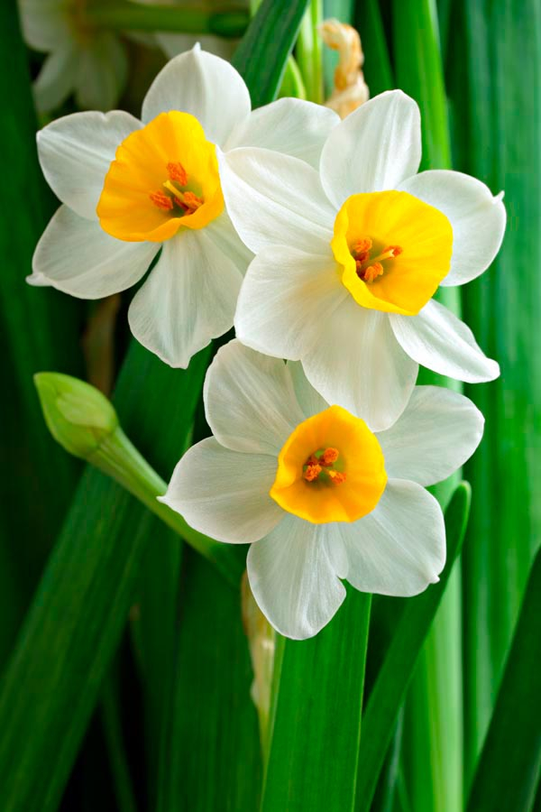 Фотообои Нарциссы обынковенные