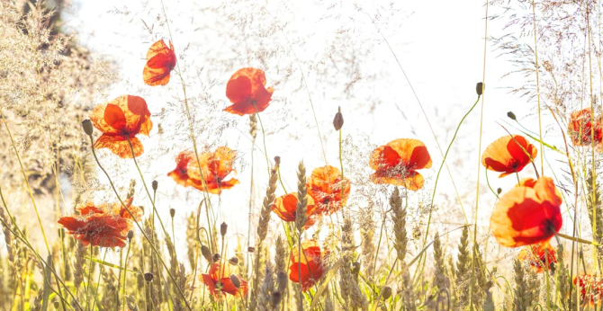 Фотошпалери маки в полі