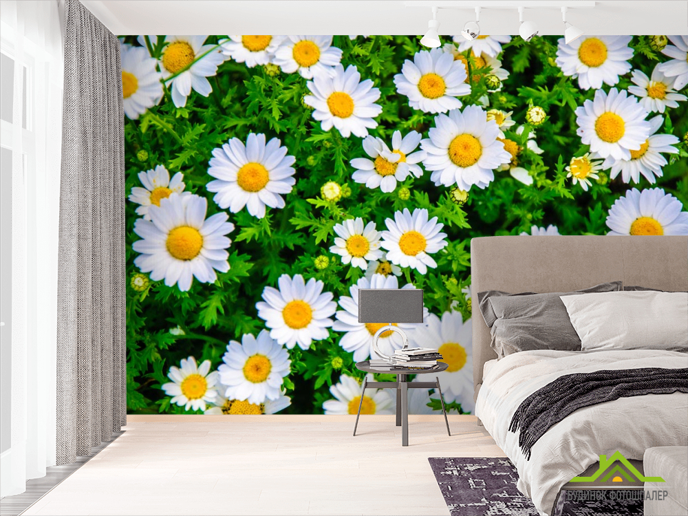 Фотообои ромашки и зелень